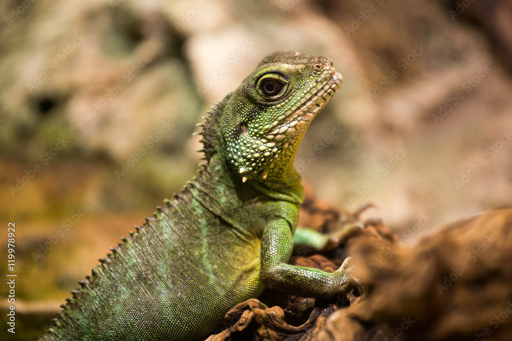 Iguana in a terrarium, a medium-sized green lizard Iguana in a terrarium, a medium-sized green lizard