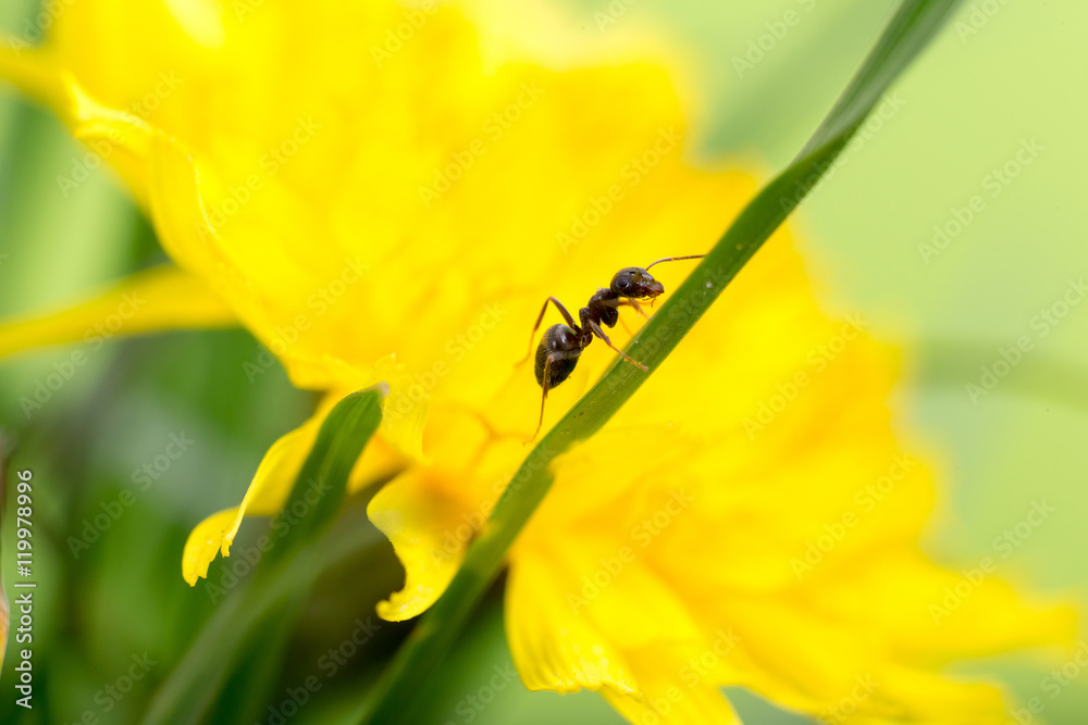 ant on a blade of grass on a yellow background close-up, close-up, black ant ant on a blade of grass on a yellow background close-up, close-up, black ant