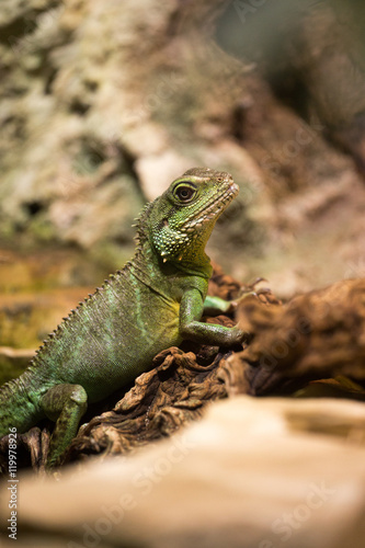 Iguana in a terrarium  a medium-sized green lizard