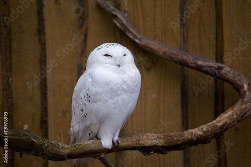 snowy owl on a branch in a cage in a zoo barn photo