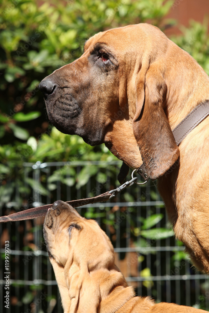 Portrait of adult bloodhound with a puppy