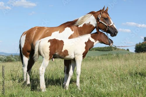 Paint horse mare with its foal