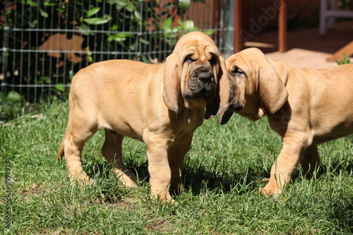 Nice bloodhound puppies photo