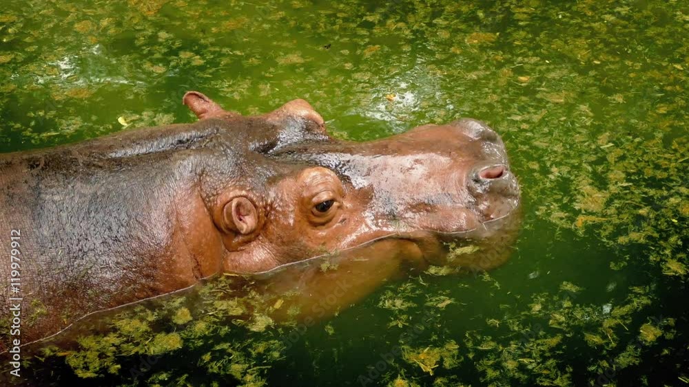 Hippo Goes Underwater