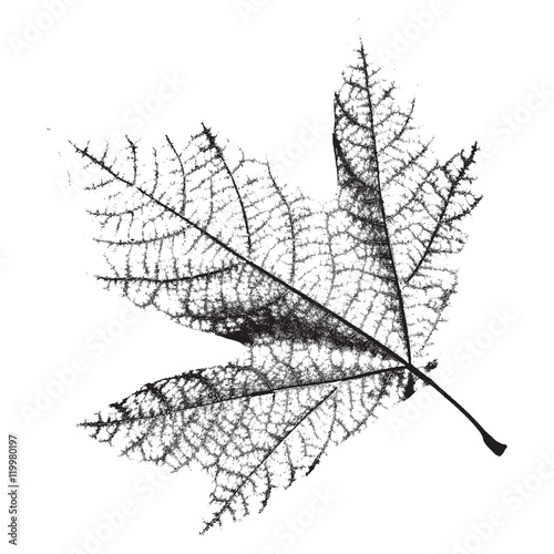 Leaf texture isolated. Distress natural background. Empty design template. EPS10 vector.