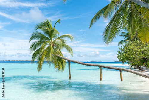 Palmen mit dem Ozean © JSFoto