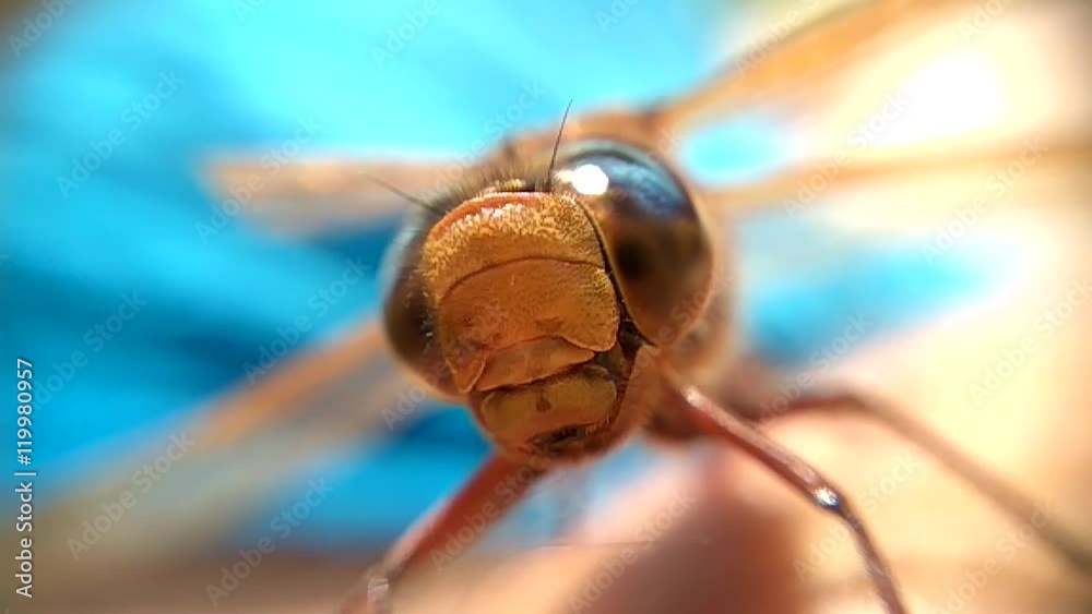 Dragonfly close up in slow motion video