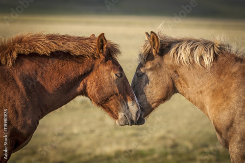 Two horse couple portrait  icon of love and sweetness