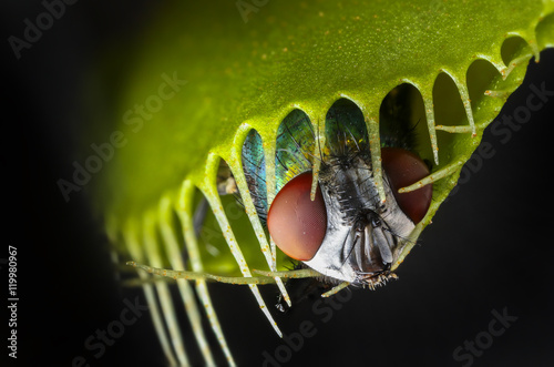 Venus flytrap - dionaea muscipula with trapped fly photo