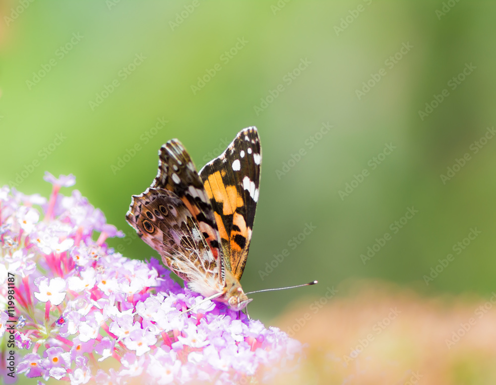 Painted Lady Butterfly Painted Lady Butterfly
