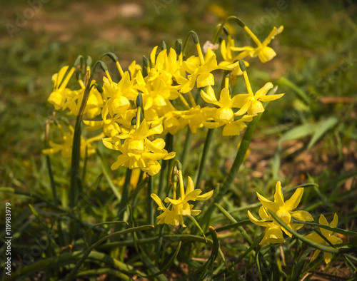 Fototapeta Naklejka Na Ścianę i Meble -  Wild Daffodil's in spring sunshine