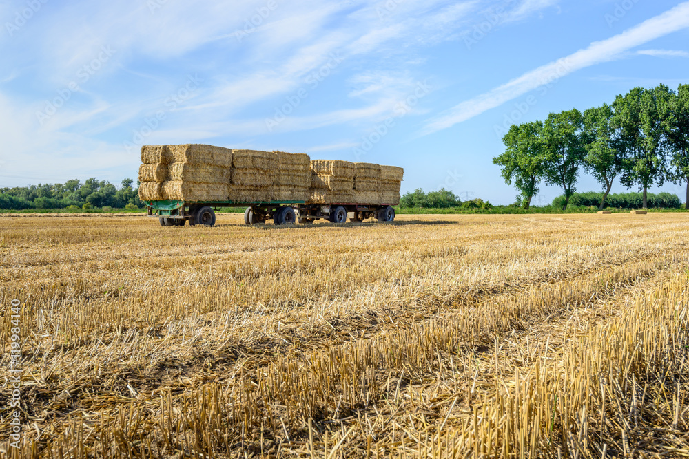 Fototapeta premium Farm trailers fully loaded with stacked bales of straw