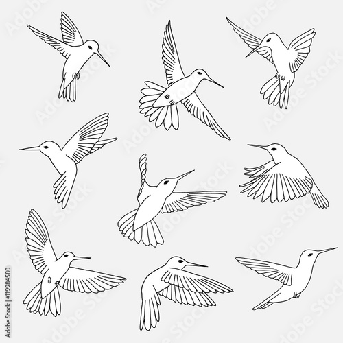 Hand drawn isolated illustration of hummingbirds