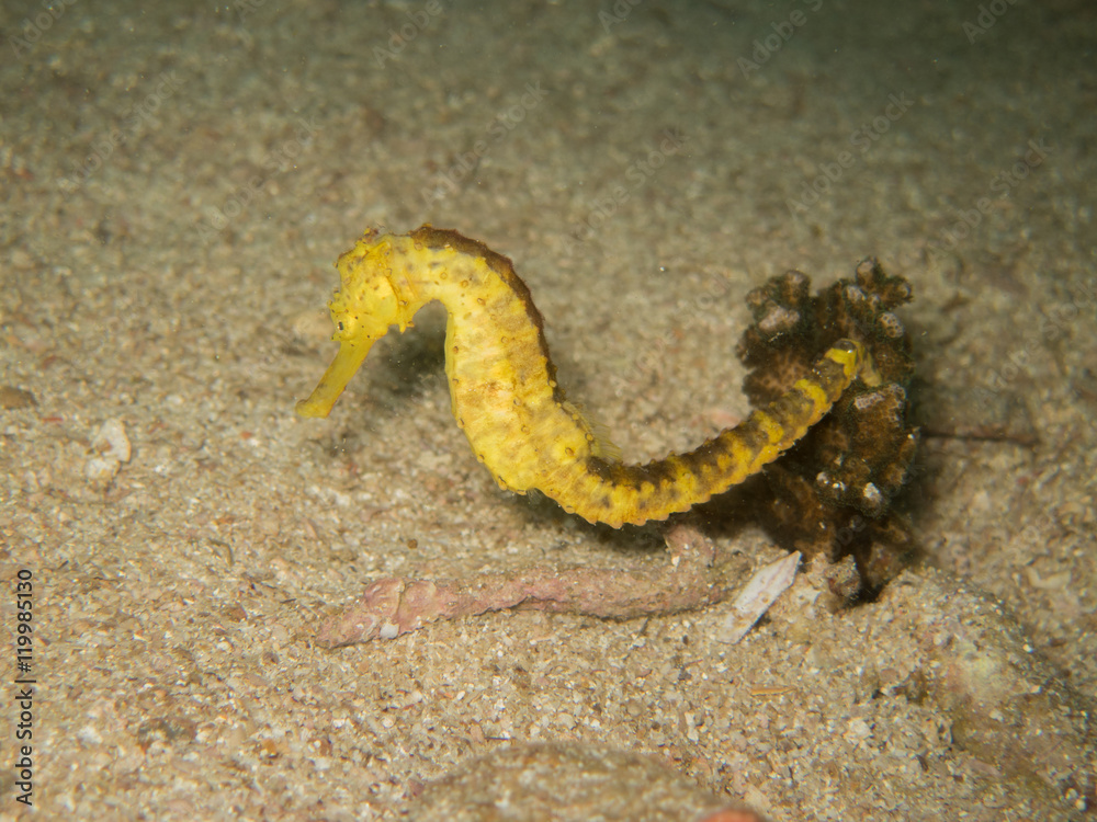 closed up the yellow seahorse in Myanmar divesite