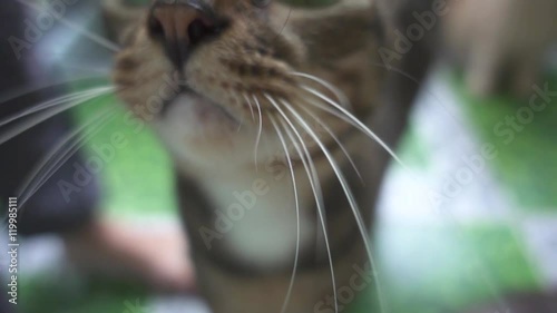 Cute Cat's Muzzle Sniffing the Camera Lens. Slow Motion