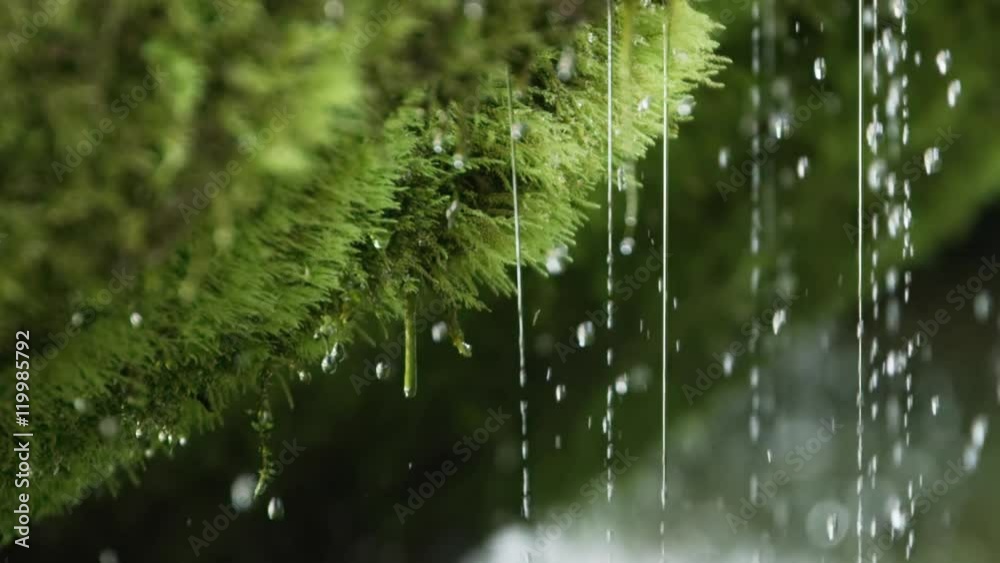 Slow motion close-up of spring water dribbling from moss, shot or RED Epic Dragon R3D, 240fps

