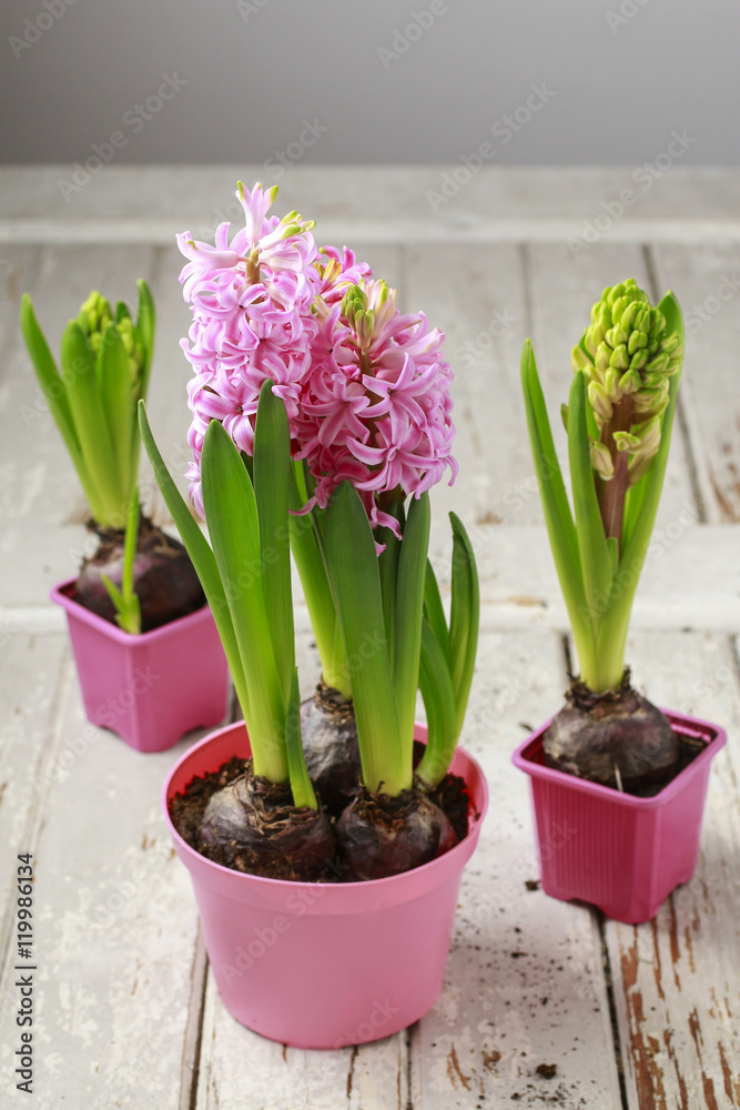 Hyacinth flowers on table Hyacinth flowers on table