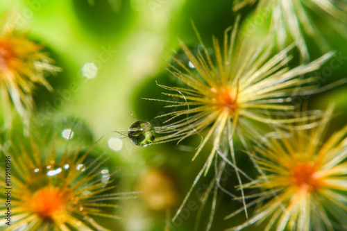 Beautiful teardrop macro over light tone of cactus flower,Image has shallow depth of field
