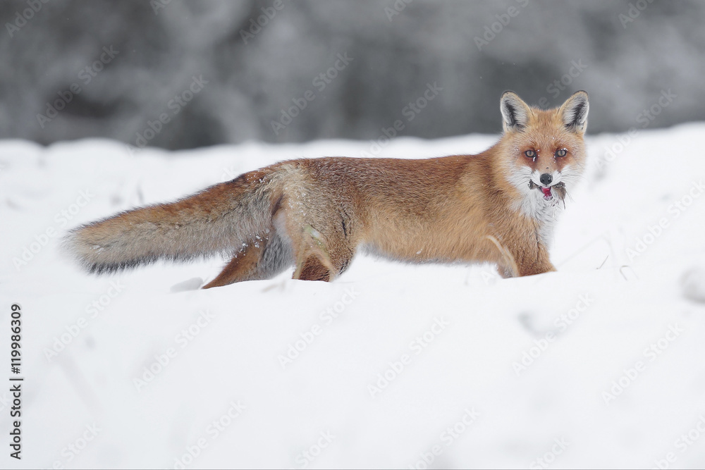 Fototapeta premium Winterfuchs mit Mausbeute