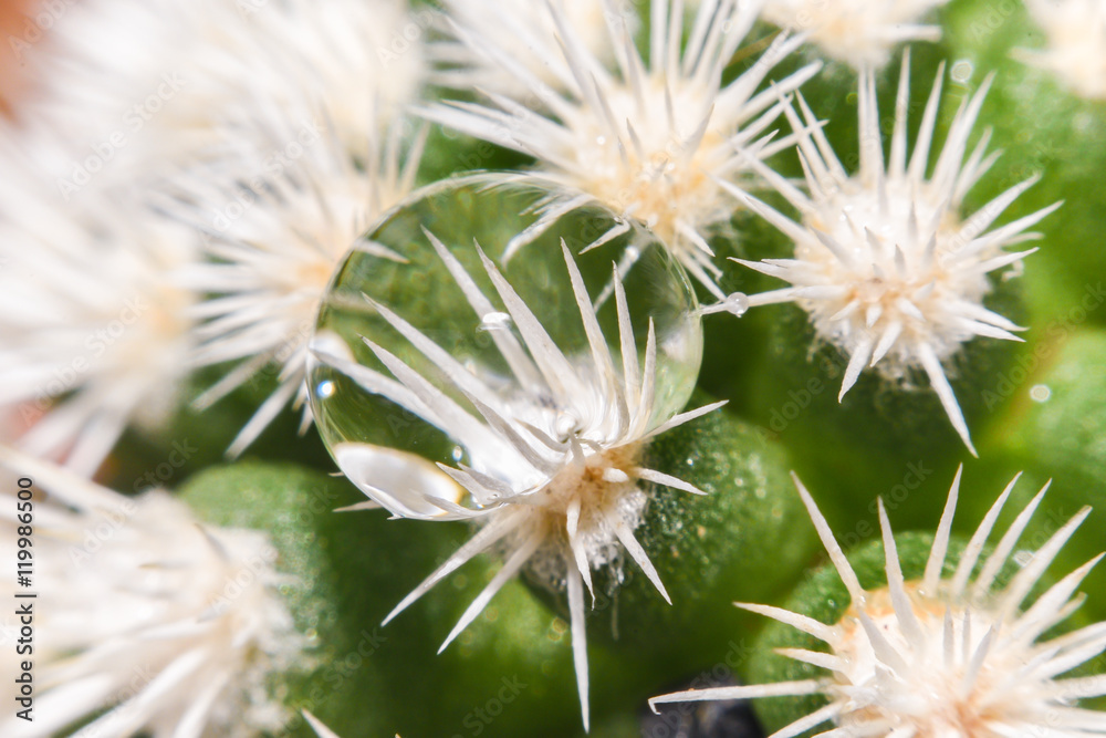 Beautiful teardrop macro over light tone of cactus flower,Beautiful cactus, Image has shallow depth of field