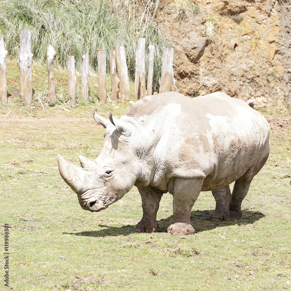 Rhinoceros walking through a meadow Rhinoceros walking through a meadow
