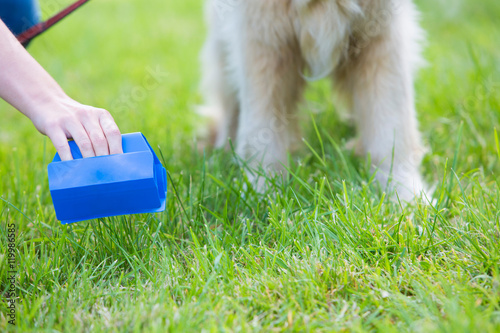 Owner Clearing Dog Mess With Pooper Scooper photo