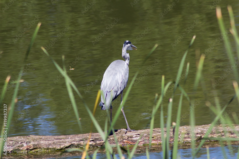 Graureiher (Ardea cinerea) sitzt auf einem Baumstamm an einem See Graureiher (Ardea cinerea) sitzt auf einem Baumstamm an einem See