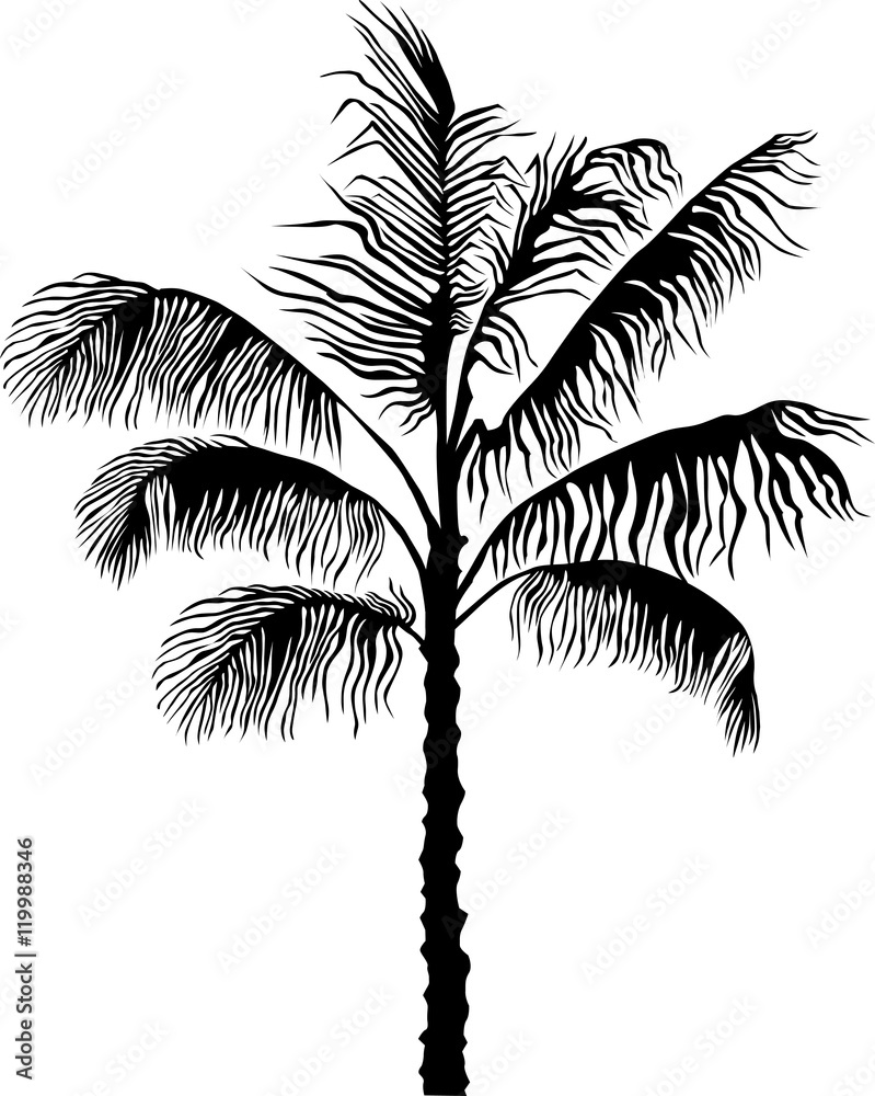 Obraz premium Palm series