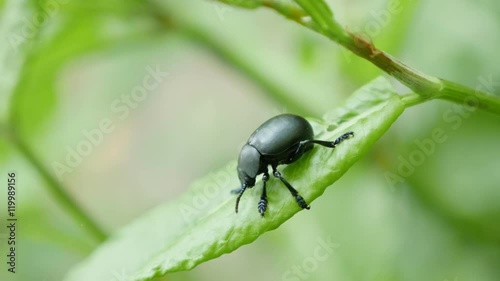 Black Agelastica alni leaf beetle insect in natural environment 4K 2160p 30fps UltraHD footage -  Alder leaf beetle Agelastica genus bug green background 4K 3840X2160 UHD video  photo