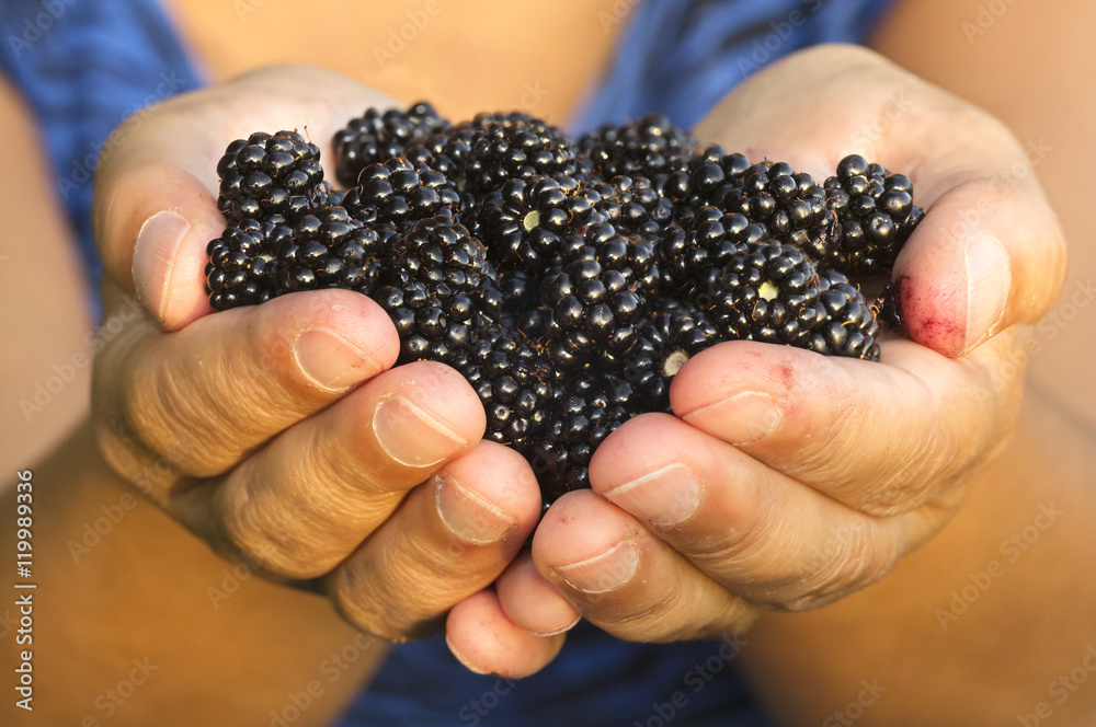fresh ripe blackberry , mulberry fruit , in hands of unfocused woman fresh ripe blackberry , mulberry fruit , in hands of unfocused woman