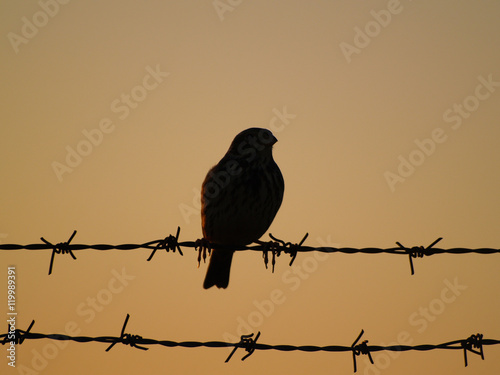 Tableau sur toile Silueta de un pájaro en un alambre de espino