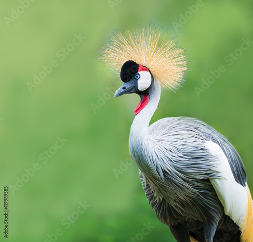 wild bird, africa crane on green background