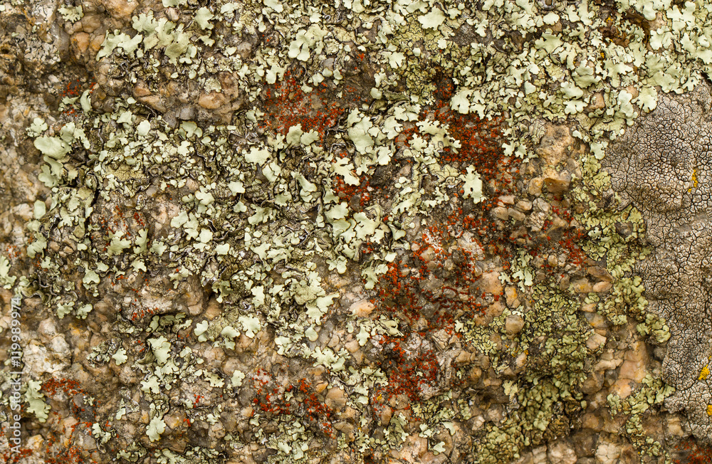 Light and dark lichen. / light and dark lichen on the stone. close-up, macro. Light and dark lichen. / light and dark lichen on the stone. close-up, macro.