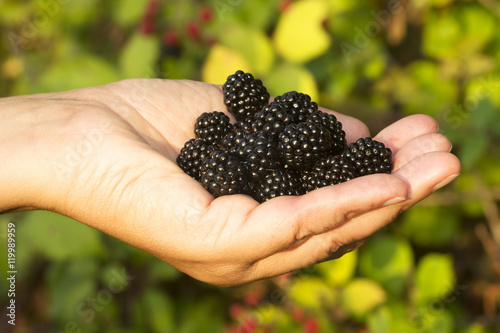 fresh ripe blackberry , mulberry fruit , in woman hand ,  in the field, selective focus