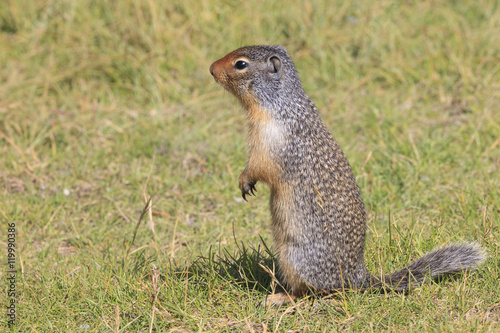 Ground Squirrel © jefwod