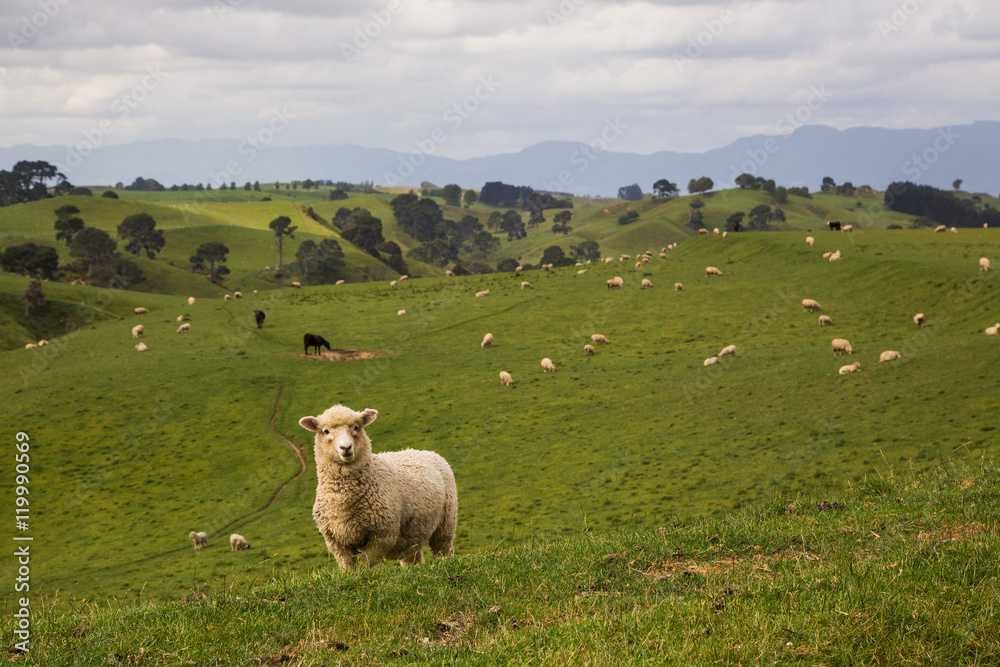 Fototapeta premium Sheep on pasture 