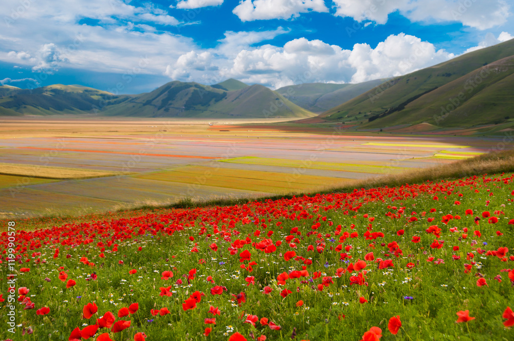Field of wild flowers among hills
