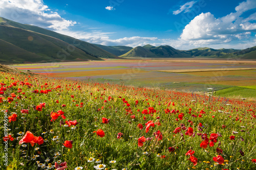 Field of wild flowers among hills