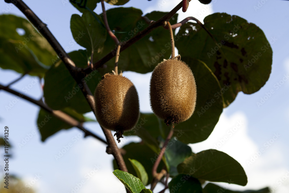 Fototapeta premium Bushes with ripe kiwi large fruits. Italy agritourism