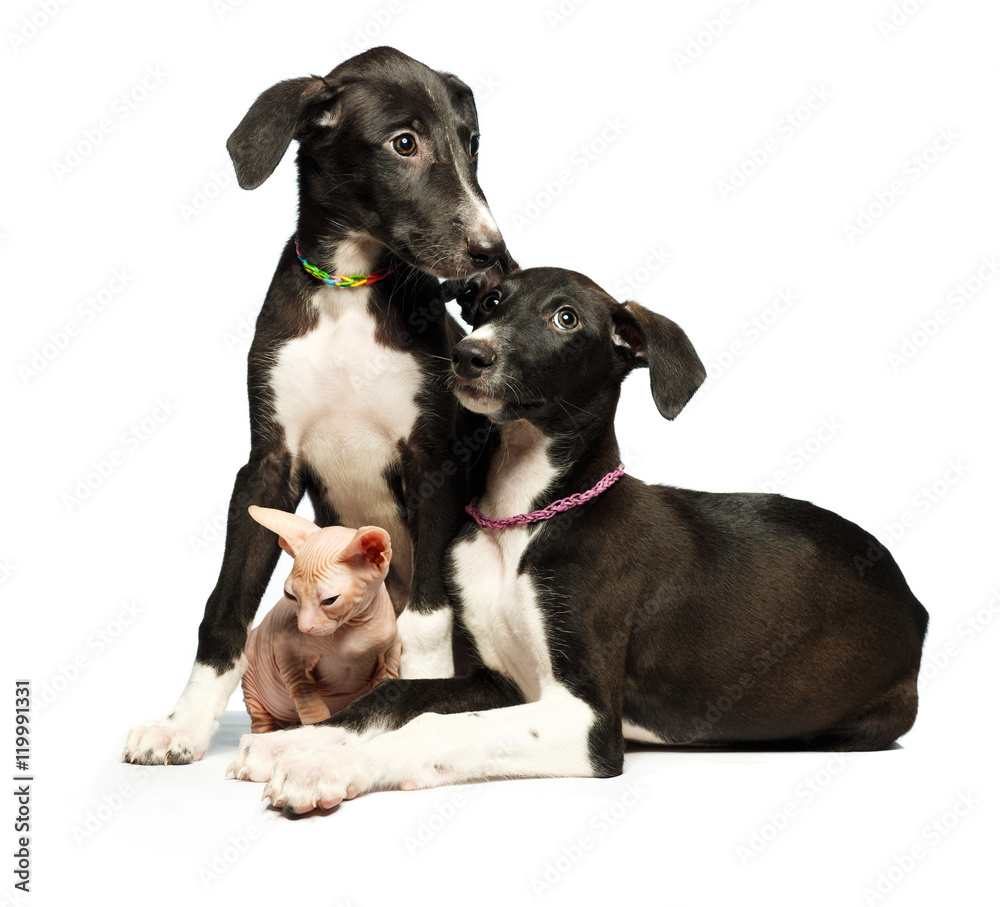 Two cute puppy greyhounds and kitten don sphynx on a white
