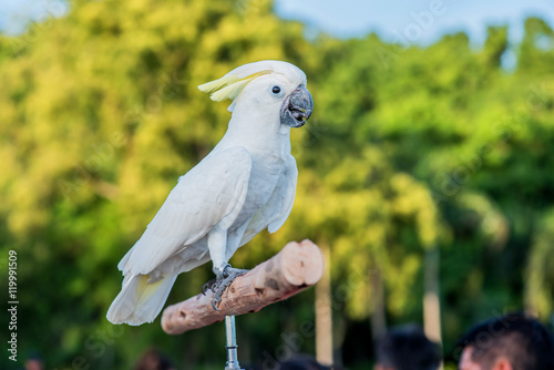 Photography bird at the natural park in the evening