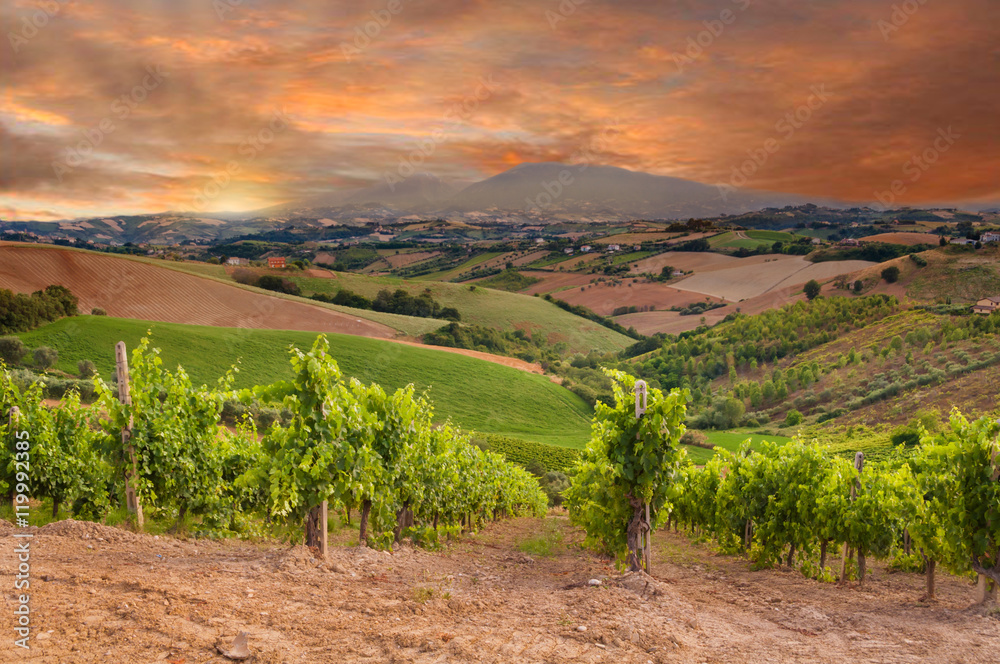 Rows of vineyard among hills on sunset