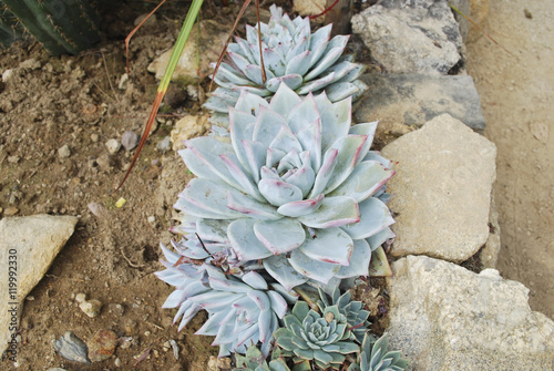 Dudleya caespitosa is a decorative succulent plant known by several common names, including Sealettuce, Sand lettuce, and Coast dudleya.