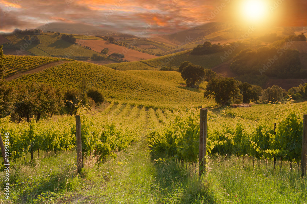 Naklejka premium Rows of vineyard among hills on sunset