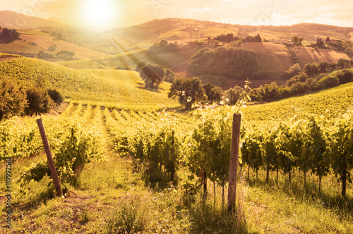 Rows of vineyard among hills on sunset