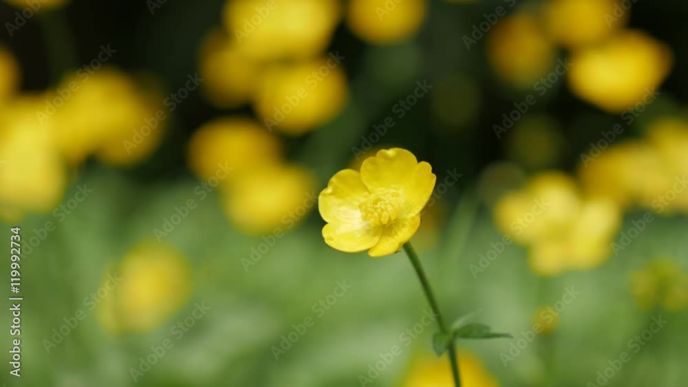 Close-up of Creeping buttercups beautiful yellow buds green background 4K 2160p 30fps UltraHD footage - Tiny Ranunculus Repens buds shallow DOF 4K 3840X2160 UHD video Close-up of Creeping buttercups beautiful yellow buds green background 4K 2160p 30fps UltraHD footage - Tiny Ranunculus Repens buds shallow DOF 4K 3840X2160 UHD video
