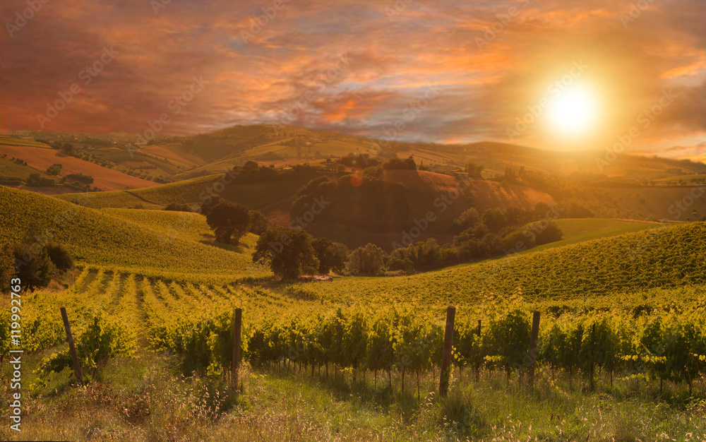 Rows of vineyard among Hills on sunset