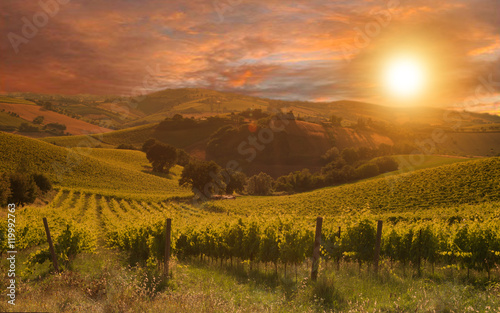 Rows of vineyard among Hills on sunset