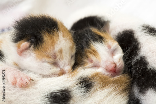 Yavru Kedi