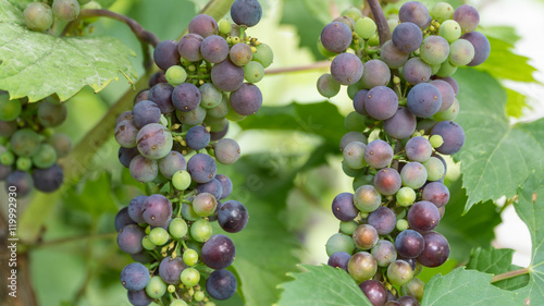 Bunches of ripening grapes